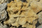 Органогенный речной коралл