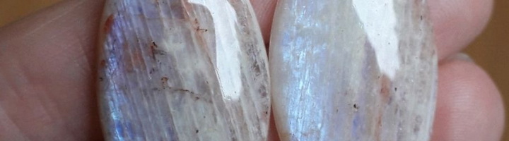 Фотография крыжовника